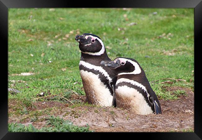 Magellanic Penguin Pair in Their Nesting Burrow Framed Print by Carole-Anne Fooks