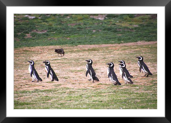 Magellanic Penguins Leaving Their Nesting Burrows  Framed Mounted Print by Carole-Anne Fooks