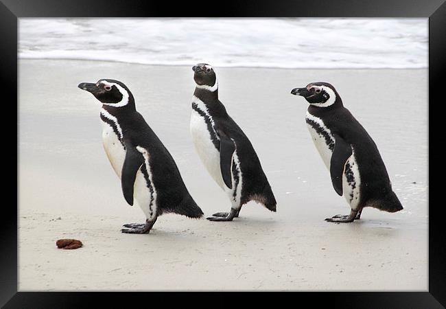 Magellanic Penguins on the Beach Framed Print by Carole-Anne Fooks