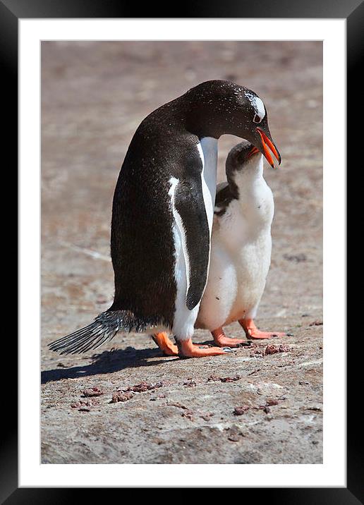 Gentoo Penguin Feeding Chick Framed Mounted Print by Carole-Anne Fooks