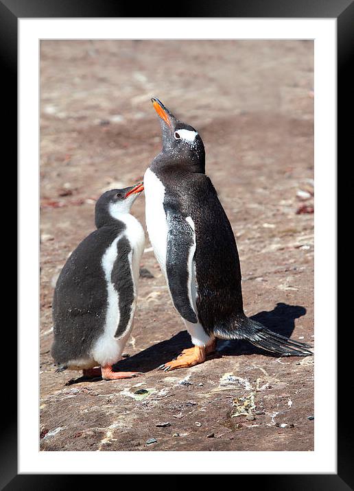 Gentoo Penguin Chick Begging for Food Framed Mounted Print by Carole-Anne Fooks