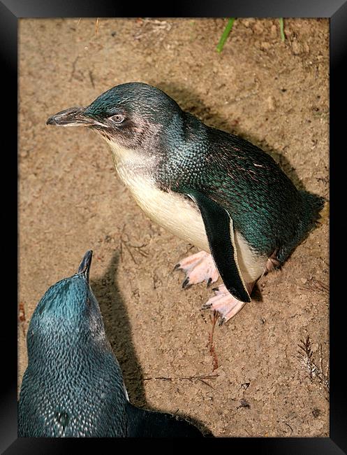 Little Penguins Framed Print by Carole-Anne Fooks