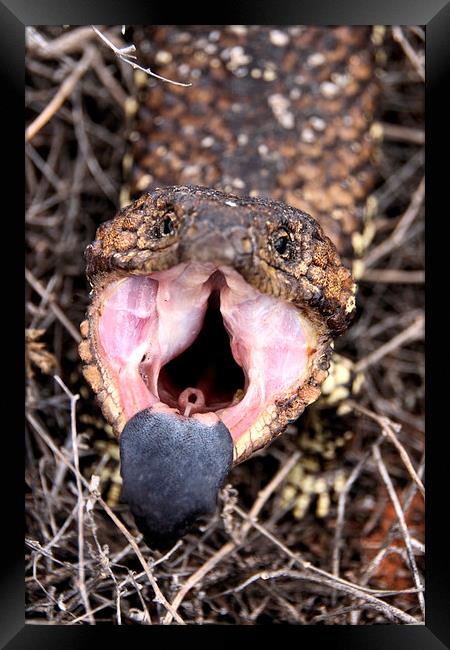 Hiss!!! Framed Print by Carole-Anne Fooks