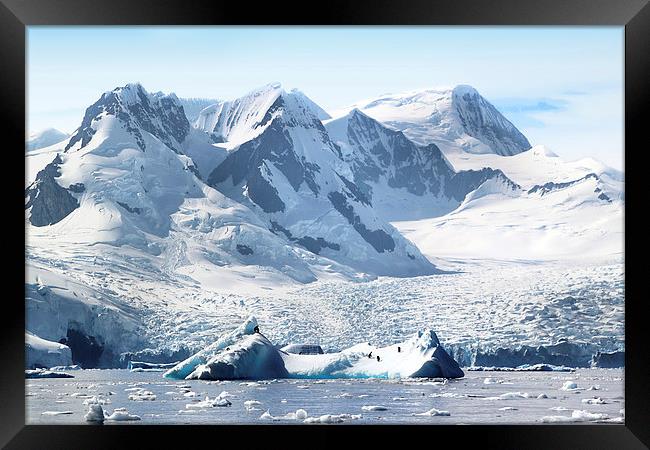 Cierva Cove Glaciers & Iceberg Framed Print by Carole-Anne Fooks
