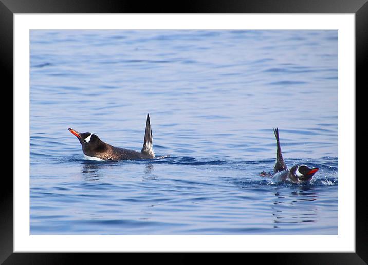 Gentoo Penguins Swimming Framed Mounted Print by Carole-Anne Fooks