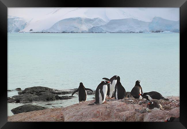 Gentoo Penguin Rookery Antarctica Framed Print by Carole-Anne Fooks
