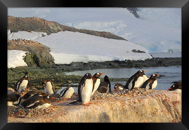 Gentoo Penguins In The Rookery Framed Print by Carole-Anne Fooks