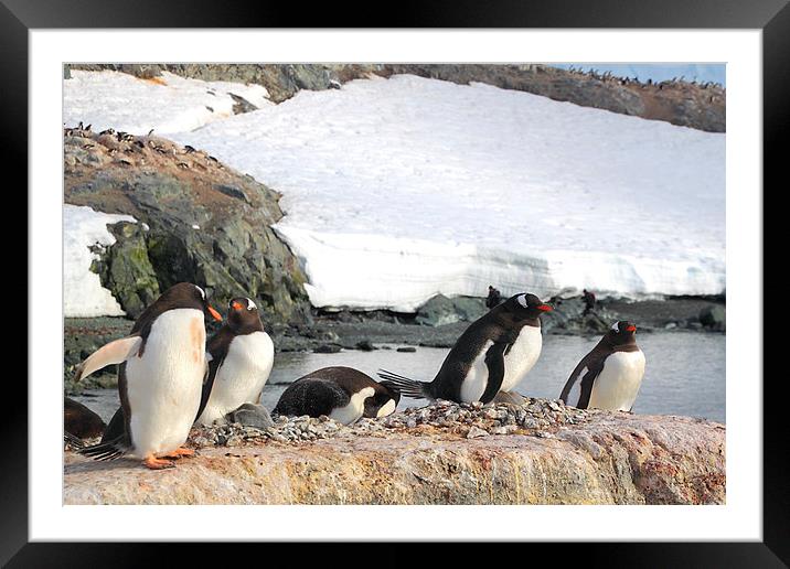 Gentoo Penguins In The Rookery Framed Mounted Print by Carole-Anne Fooks