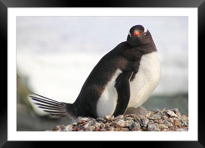Gentoo Penguin With Chicks Framed Mounted Print by Carole-Anne Fooks