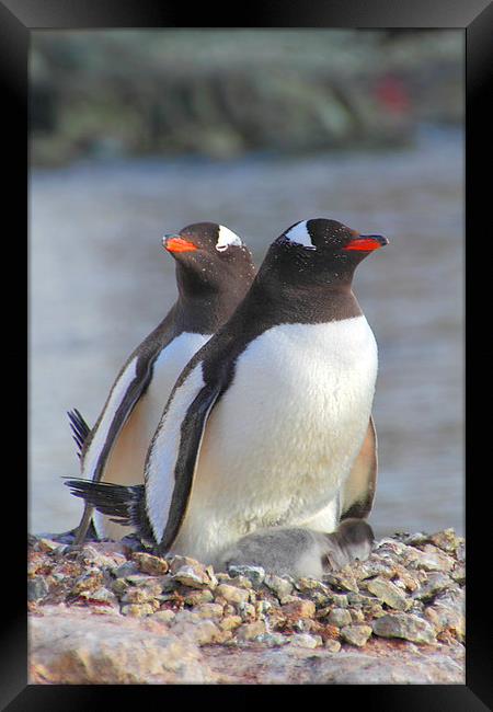 Pair of Gentoos With Chick Framed Print by Carole-Anne Fooks