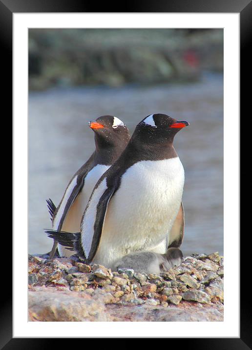 Pair of Gentoos With Chick Framed Mounted Print by Carole-Anne Fooks
