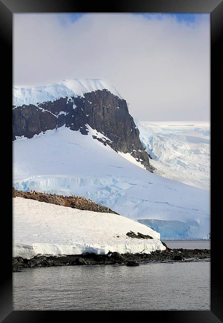 Trinity Island & The Antarctic Peninsula Framed Print by Carole-Anne Fooks
