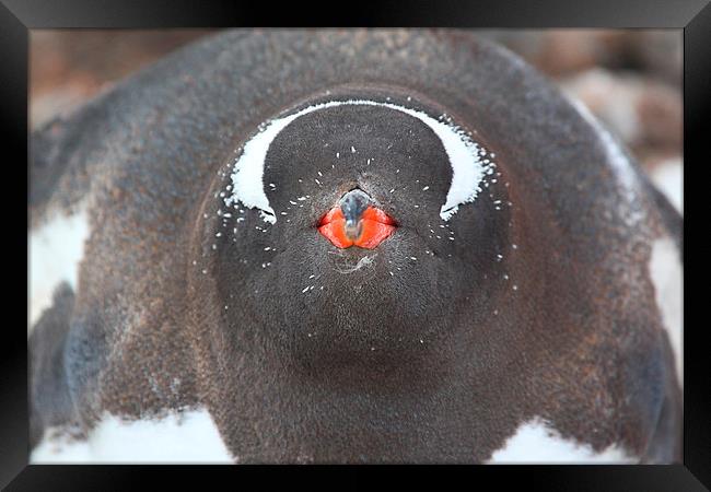 Full Face Penguin Portrait Framed Print by Carole-Anne Fooks