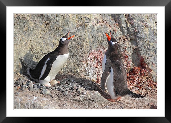 Gentoo Penguins Pair Bonding Framed Mounted Print by Carole-Anne Fooks