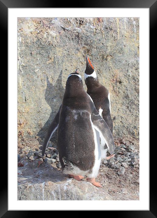 Gentoo Penguins Pair Bonding Framed Mounted Print by Carole-Anne Fooks