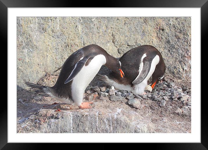 Gentoo Penguins Pair Bonding Framed Mounted Print by Carole-Anne Fooks