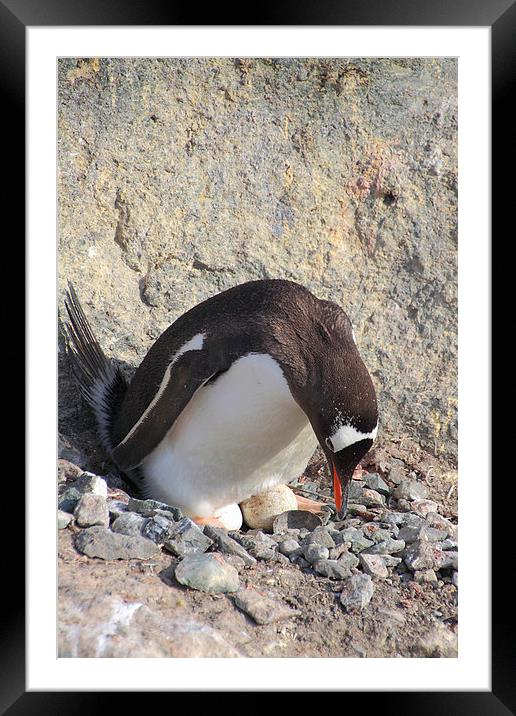 Gentoo Penguin With Eggs Framed Mounted Print by Carole-Anne Fooks