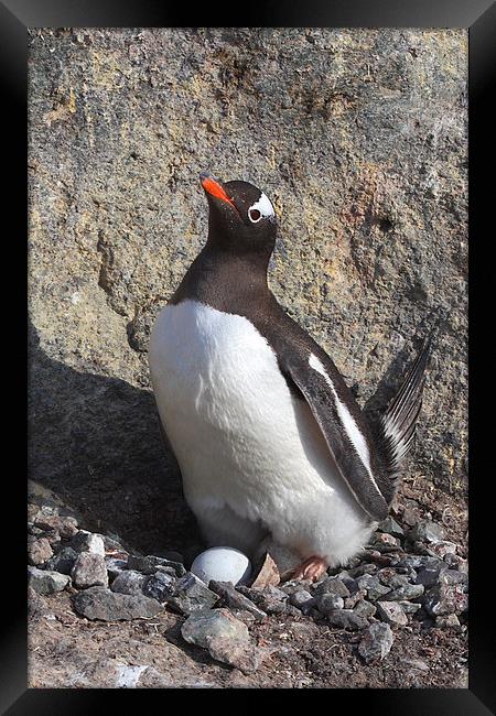 Gentoo Penguin on Nest with Eggs Framed Print by Carole-Anne Fooks