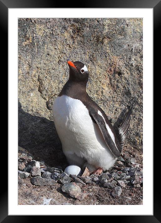 Gentoo Penguin on Nest with Eggs Framed Mounted Print by Carole-Anne Fooks