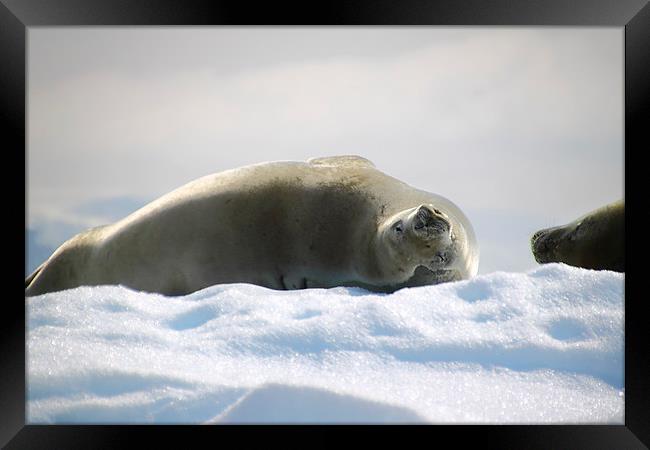 Crabeater Seal Enjoying the Sun Framed Print by Carole-Anne Fooks