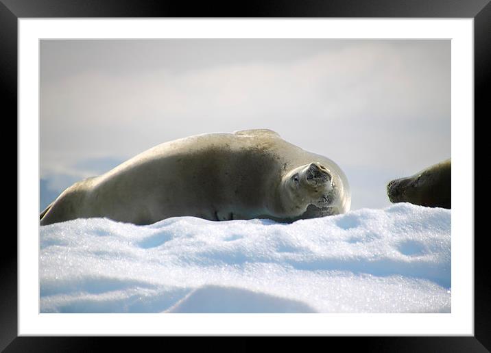 Crabeater Seal Enjoying the Sun Framed Mounted Print by Carole-Anne Fooks