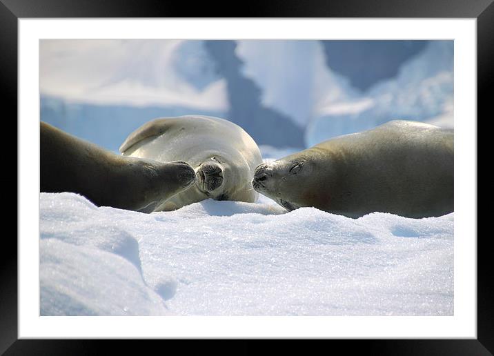 Crabeater Seals Enjoying the Sun Framed Mounted Print by Carole-Anne Fooks
