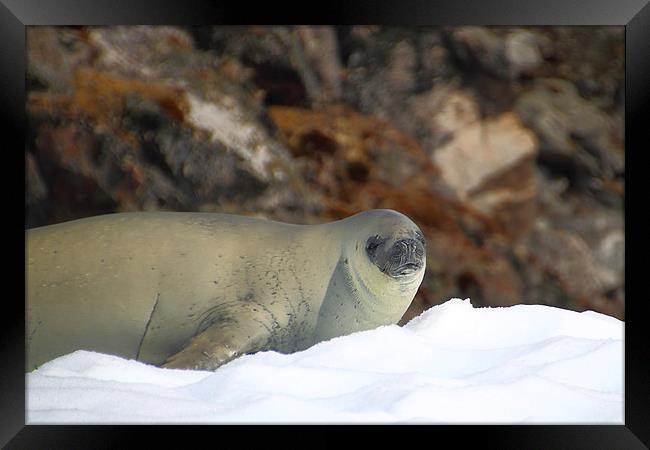 Crabeater Seal Enjoying the Sun Framed Print by Carole-Anne Fooks