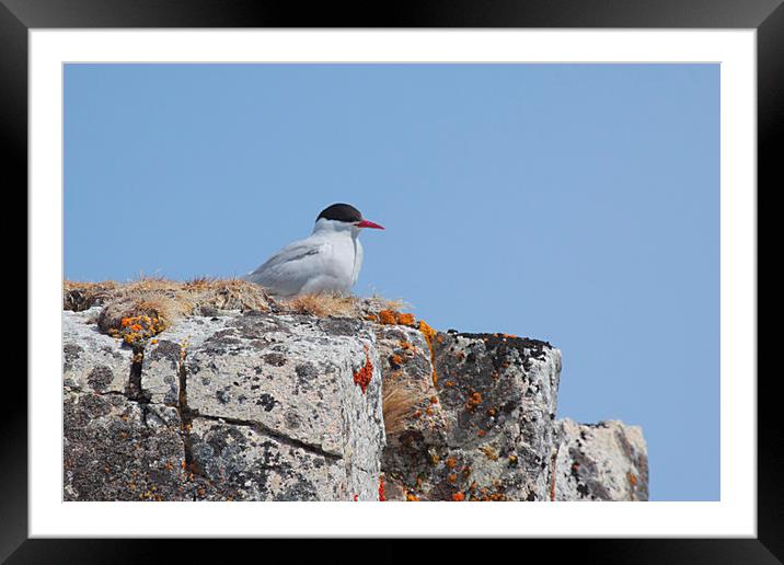 Antarctic Tern Nesting Framed Mounted Print by Carole-Anne Fooks