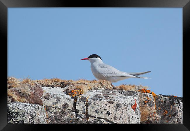Antarctic Tern In The Rookery Framed Print by Carole-Anne Fooks
