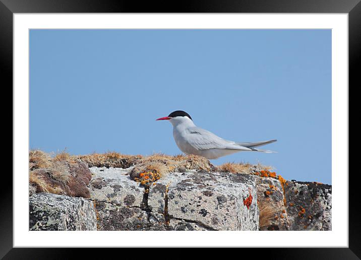 Antarctic Tern In The Rookery Framed Mounted Print by Carole-Anne Fooks