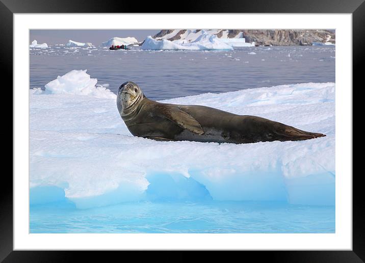 Leopard Seal Resting on an Ice Floe Framed Mounted Print by Carole-Anne Fooks