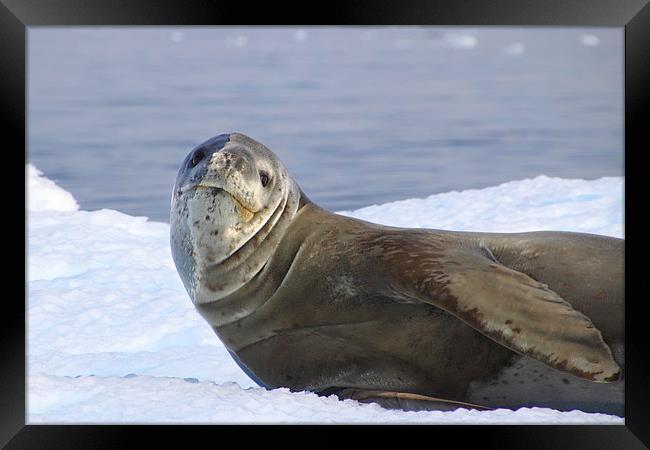 Leopard Seal Resting on an Ice Floe Framed Print by Carole-Anne Fooks