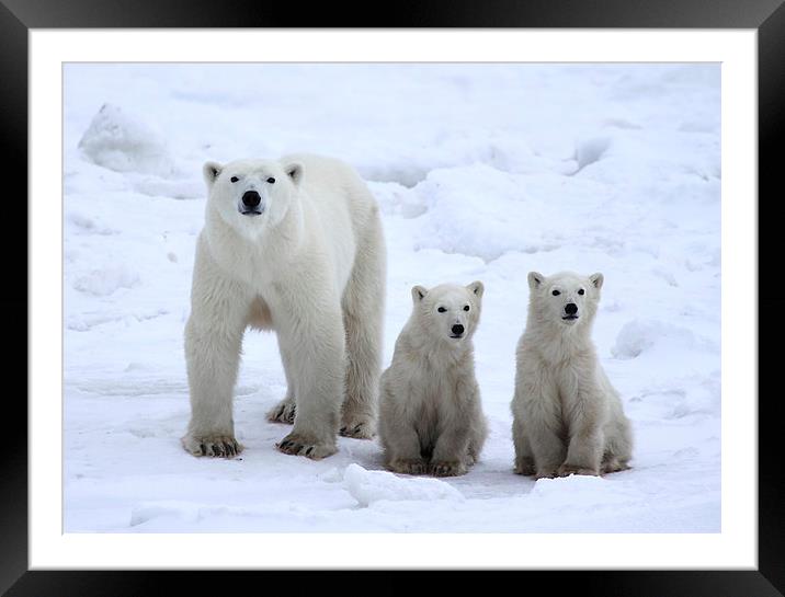 Family Portrait #1 - Polar Bears Framed Mounted Print by Carole-Anne Fooks