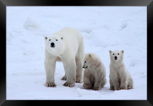 Family Portrait #2 - Polar Bears Framed Print by Carole-Anne Fooks