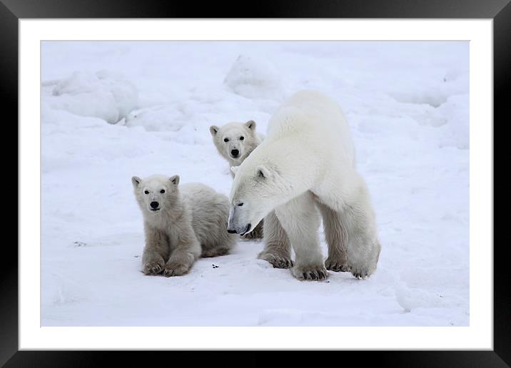 Keeping Her Cubs Safe Framed Mounted Print by Carole-Anne Fooks
