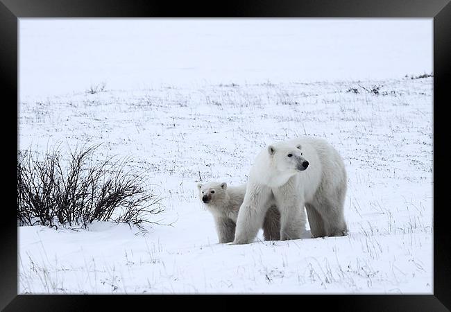 Polar Bears On The Tundra Framed Print by Carole-Anne Fooks