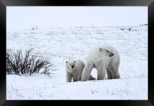 Polar Bears On The Tundra Framed Print by Carole-Anne Fooks