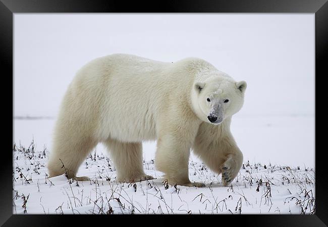 Large Prowling Polar Bear Framed Print by Carole-Anne Fooks