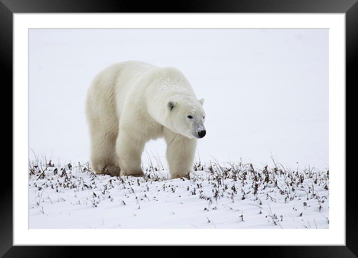 Prowling Polar Bear Framed Mounted Print by Carole-Anne Fooks