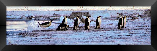 Emperor Penguins Coming Home Framed Print by Carole-Anne Fooks