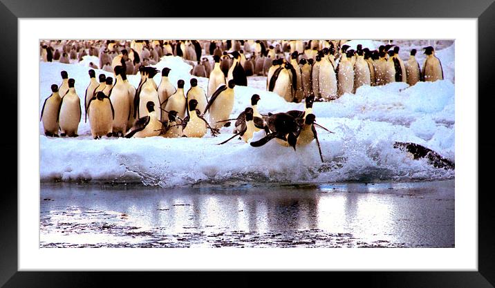 Emperor Penguins Going Fishing Framed Mounted Print by Carole-Anne Fooks