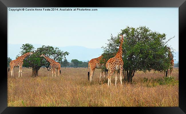 Rothschilds Giraffes Feeding, Lake nakuru, Kenya Framed Print by Carole-Anne Fooks