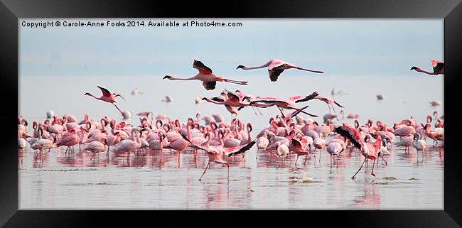 Fly Past, Lesser Flamingos, Lake Nakuru, Kenya Framed Print by Carole-Anne Fooks