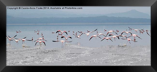 Taking Off, Lesser Flamingos, Lake Nakuru, Kenya Framed Print by Carole-Anne Fooks