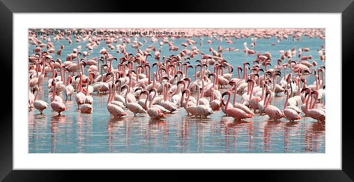 Flamingos and Flamingos..... Framed Mounted Print by Carole-Anne Fooks