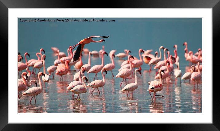 Take Off & Fly Framed Mounted Print by Carole-Anne Fooks