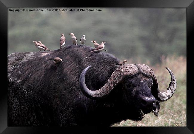 African Buffalo with Oxpeckers Framed Print by Carole-Anne Fooks