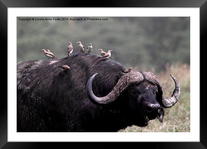African Buffalo with Oxpeckers Framed Mounted Print by Carole-Anne Fooks