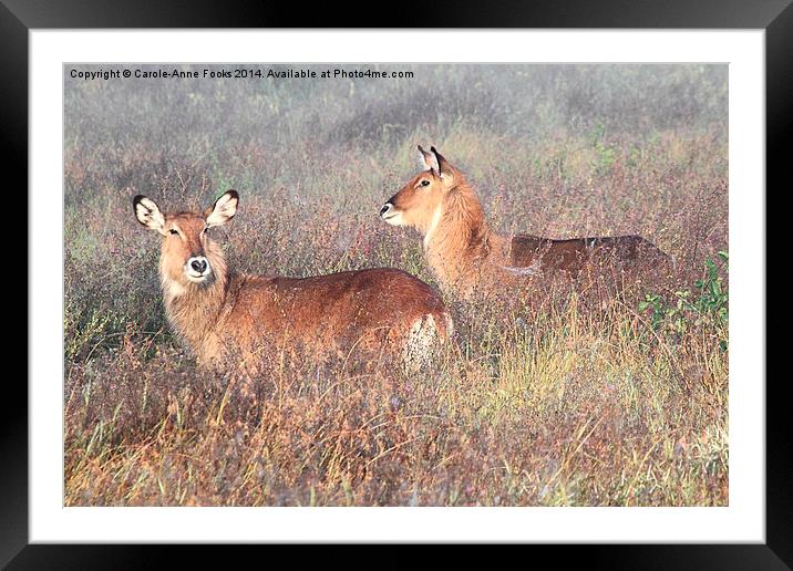 De Fassa Waterbuck Framed Mounted Print by Carole-Anne Fooks