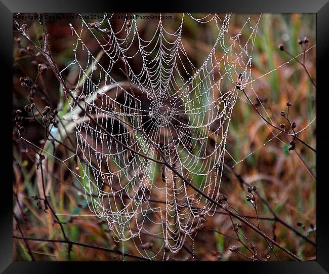 Spider Web with Water Doplets on a Foggy Morning Framed Print by Carole-Anne Fooks